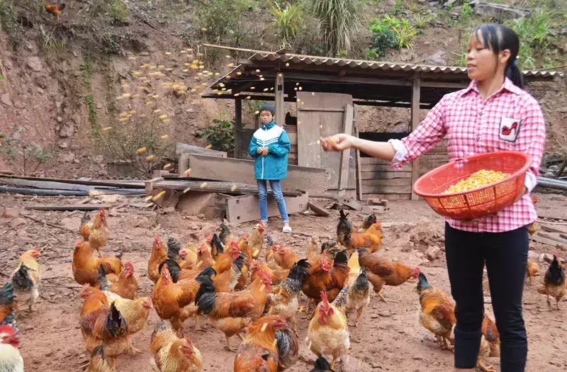 Người chăn nuôi cần biết, Luật thú y về Kiểm dịch Đông vật, Sản phẩm đông vật