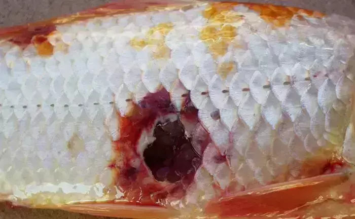 Tổng hợp tất cả các loại bệnh thường gặp ở cá Koi và cách điều trị triệt để