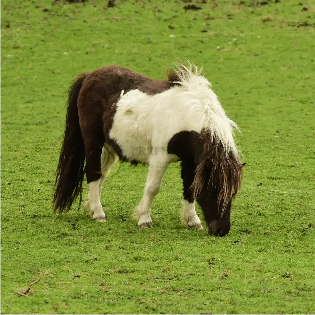 Ngựa Pony