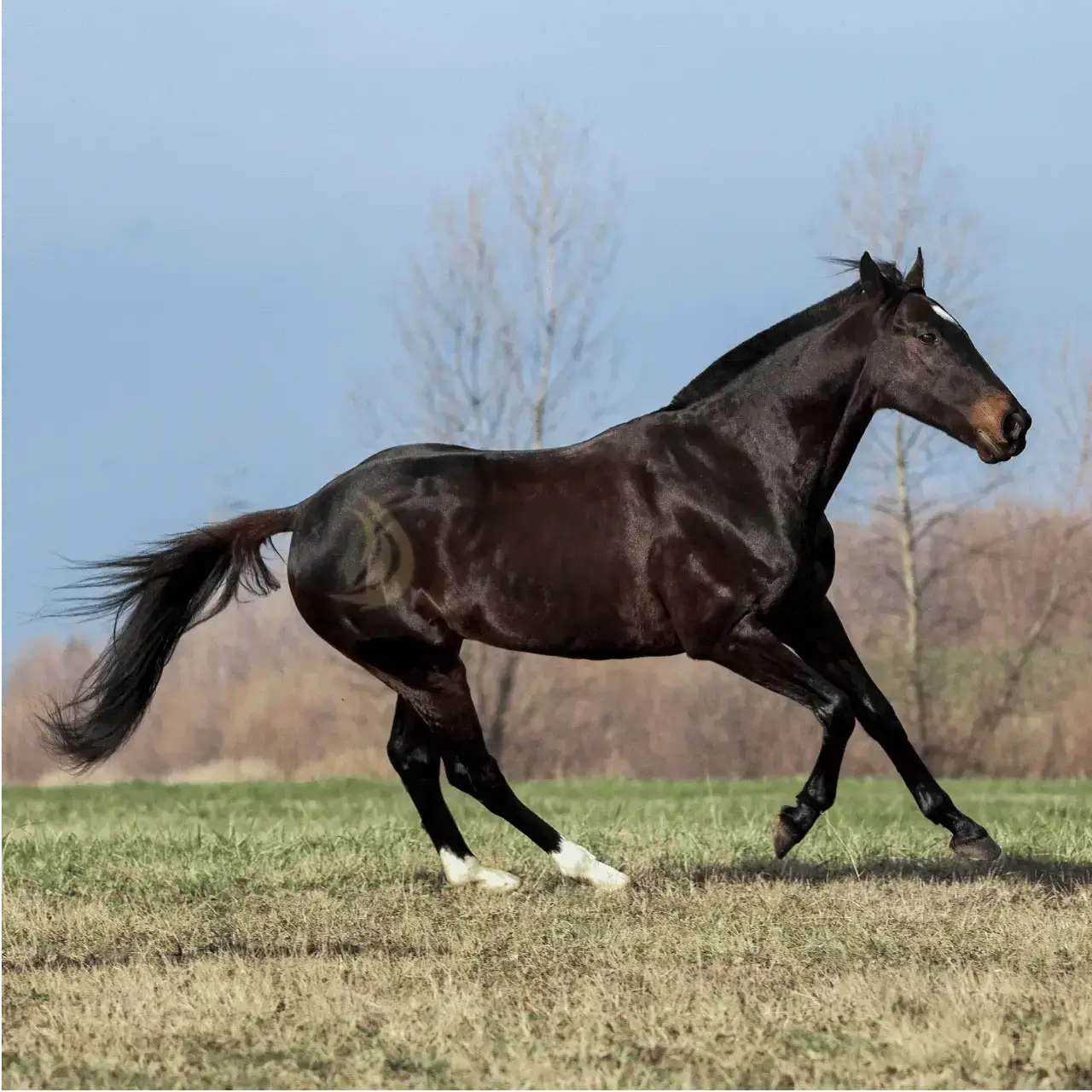 Ngựa Thoroughbred