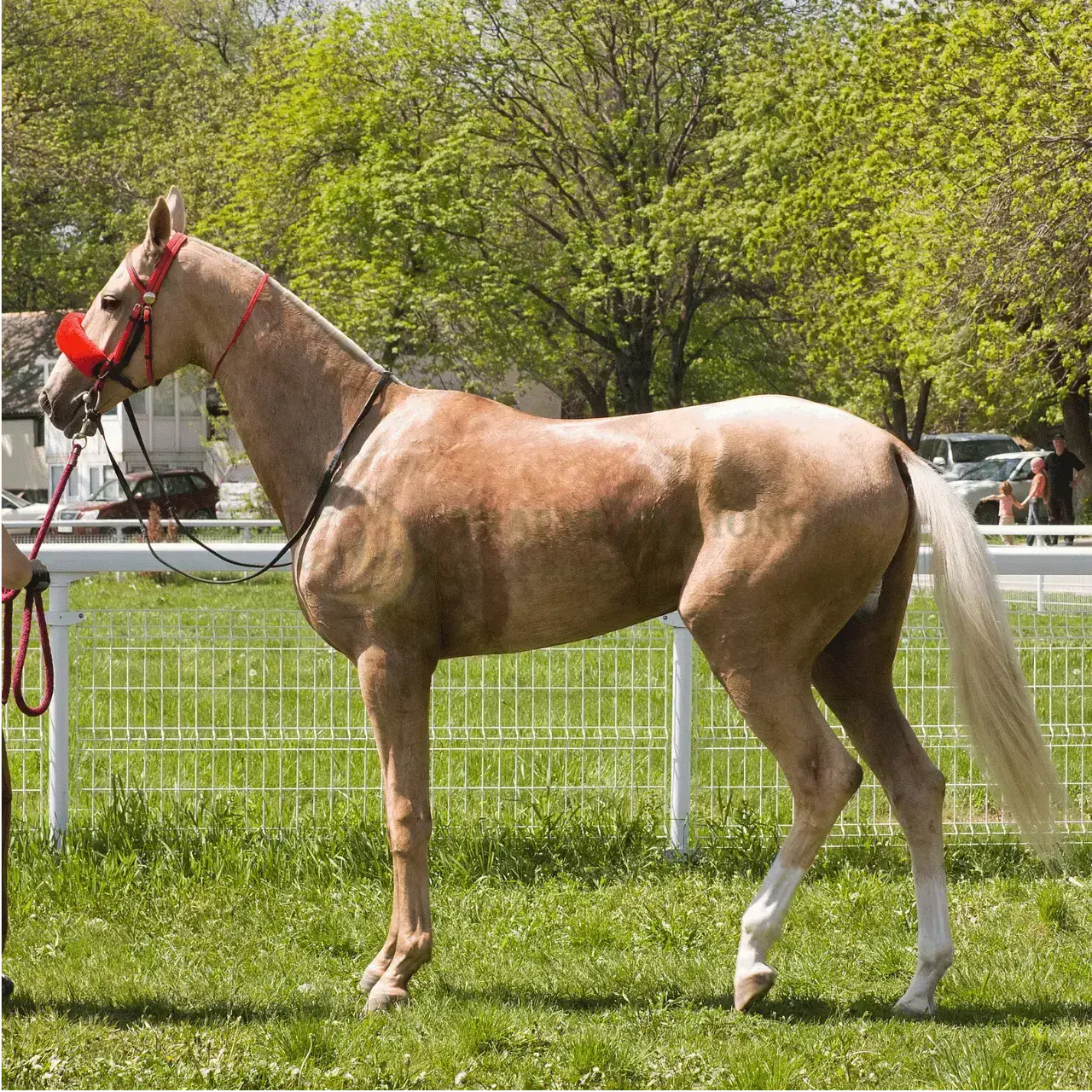Ngựa Akhal-Teke