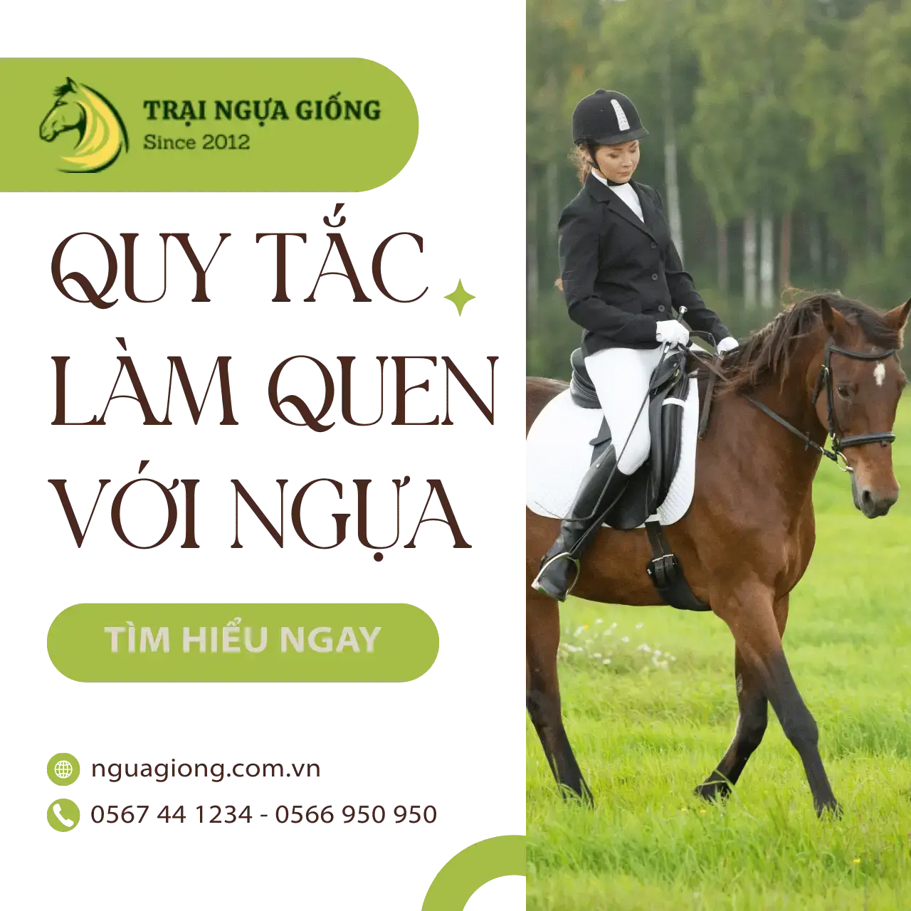 Quy tắc làm quen với ngựa – Người mới nuôi cần nắm rõ