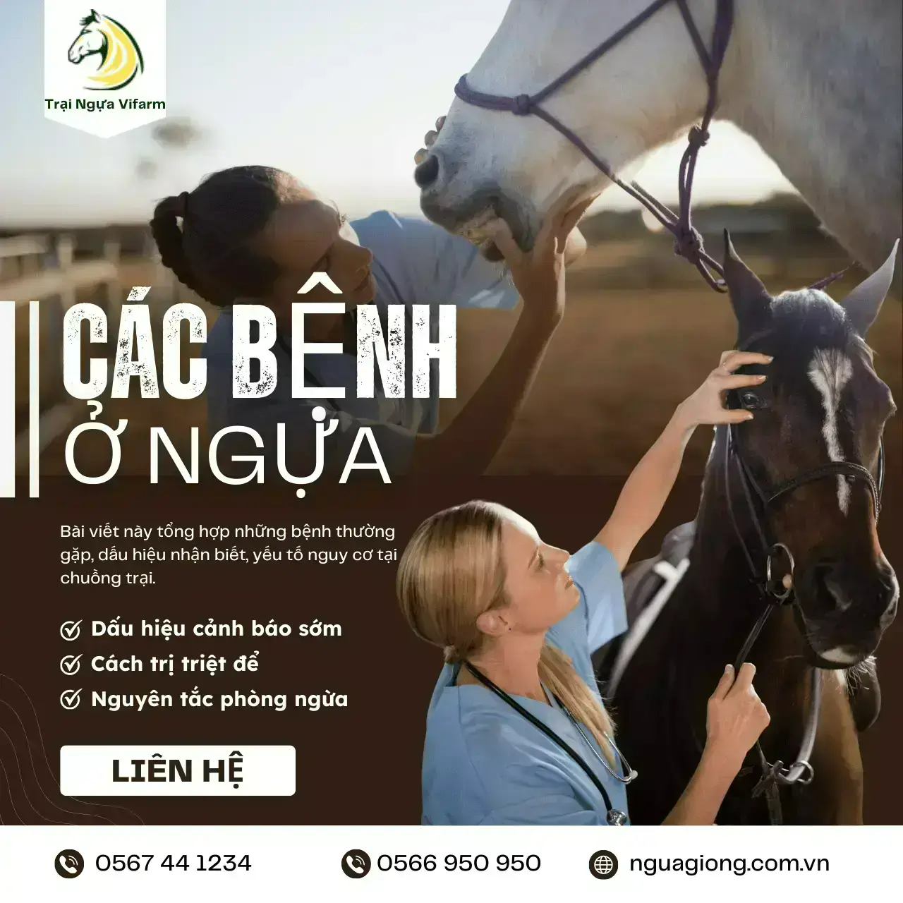 Các bệnh thường gặp ở ngựa