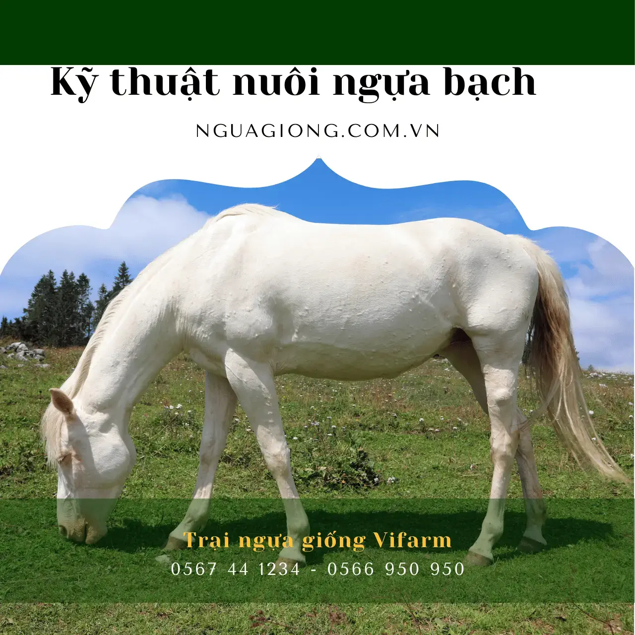 Kỹ thuật nuôi ngựa bạch