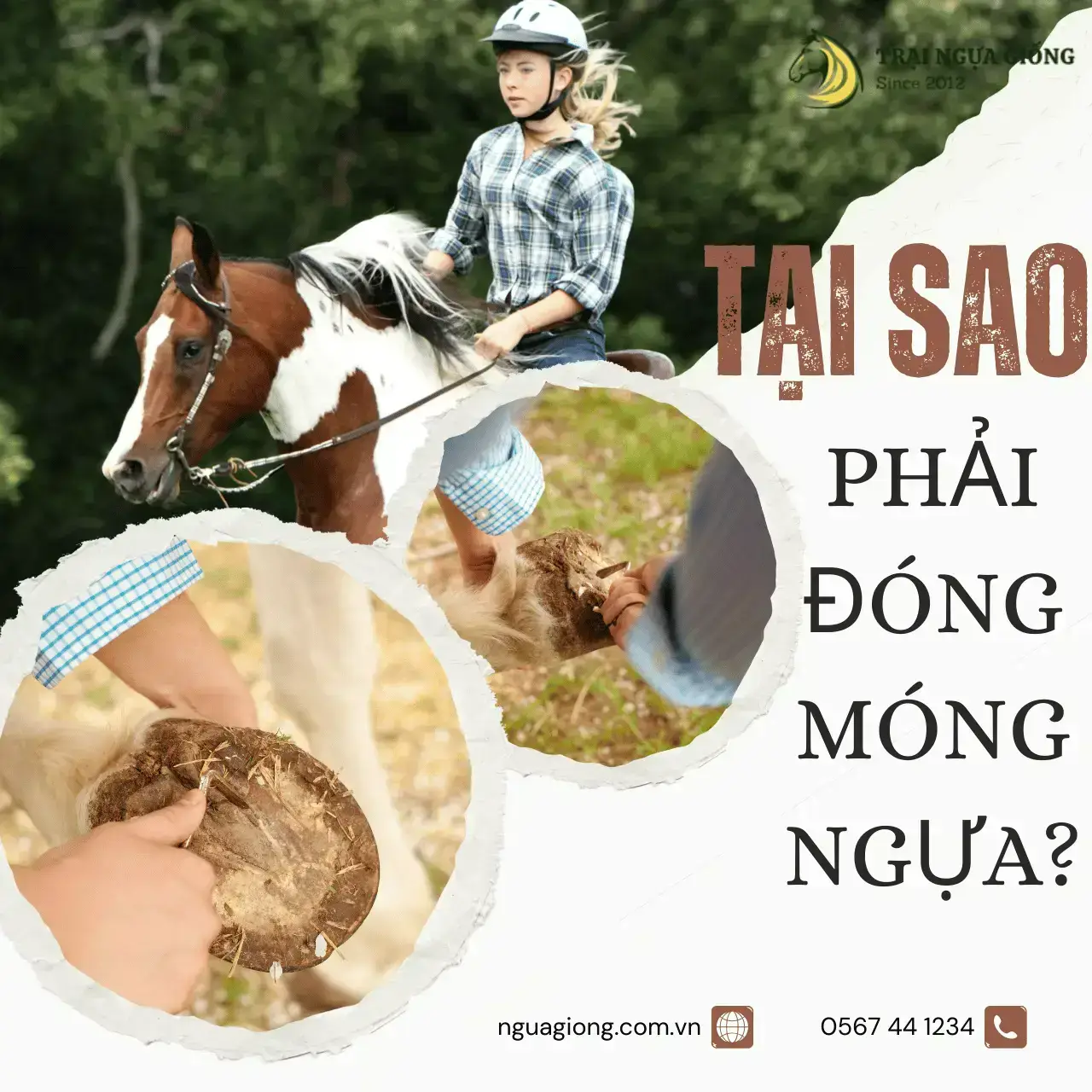 Tại sao cần phải đóng móng ngựa