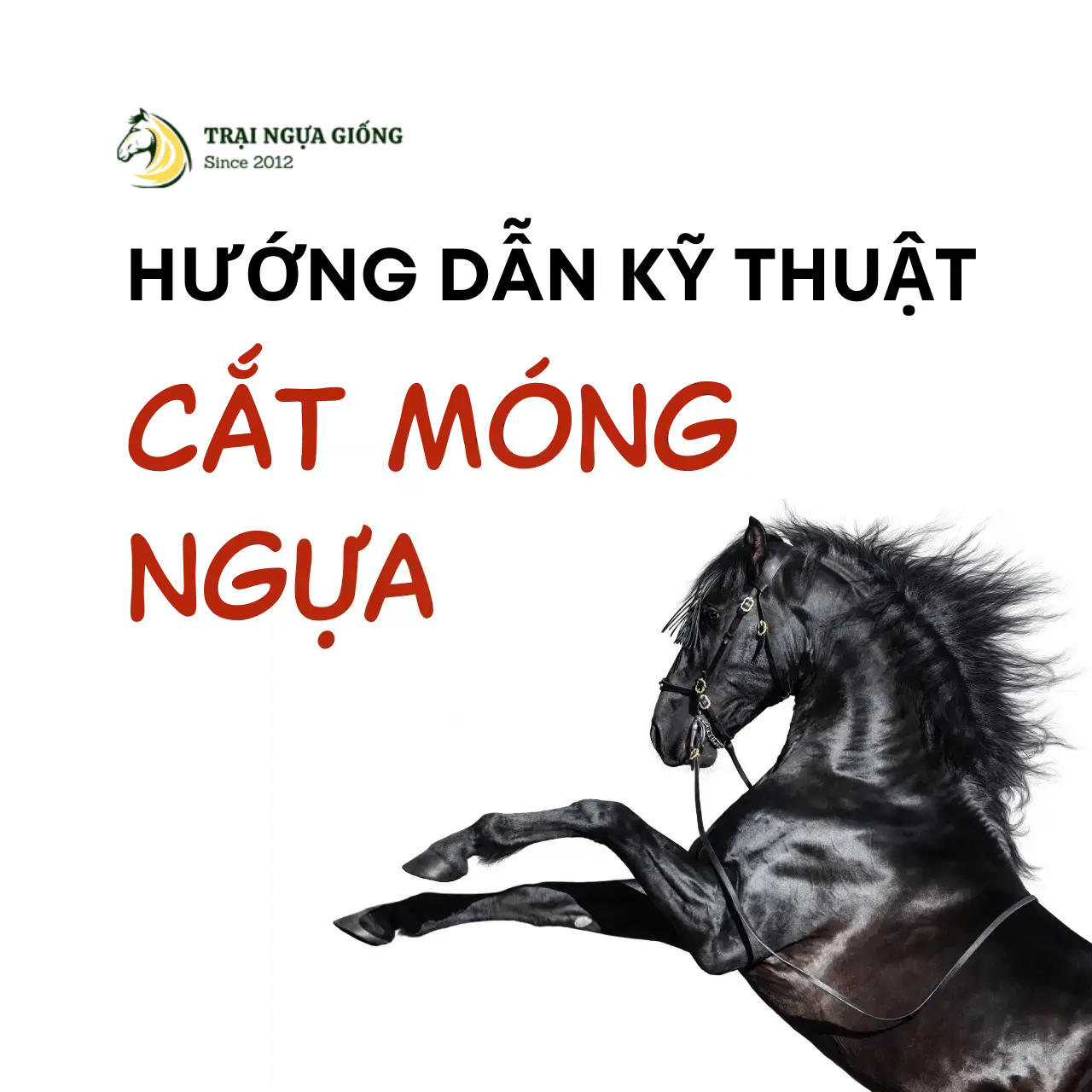 Hướng dẫn cắt tỉa móng ngựa đúng cách