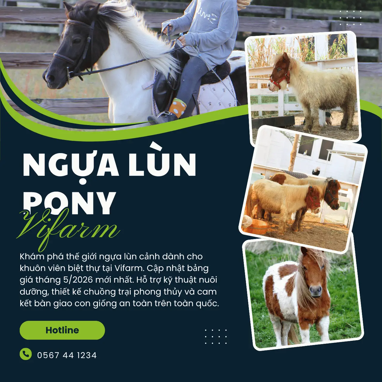 Nuôi Ngựa Lùn Cảnh Cho Khuôn Viên Biệt Thự: Thú Chơi Vương Giả Và Tuyệt Tác Phong Thủy