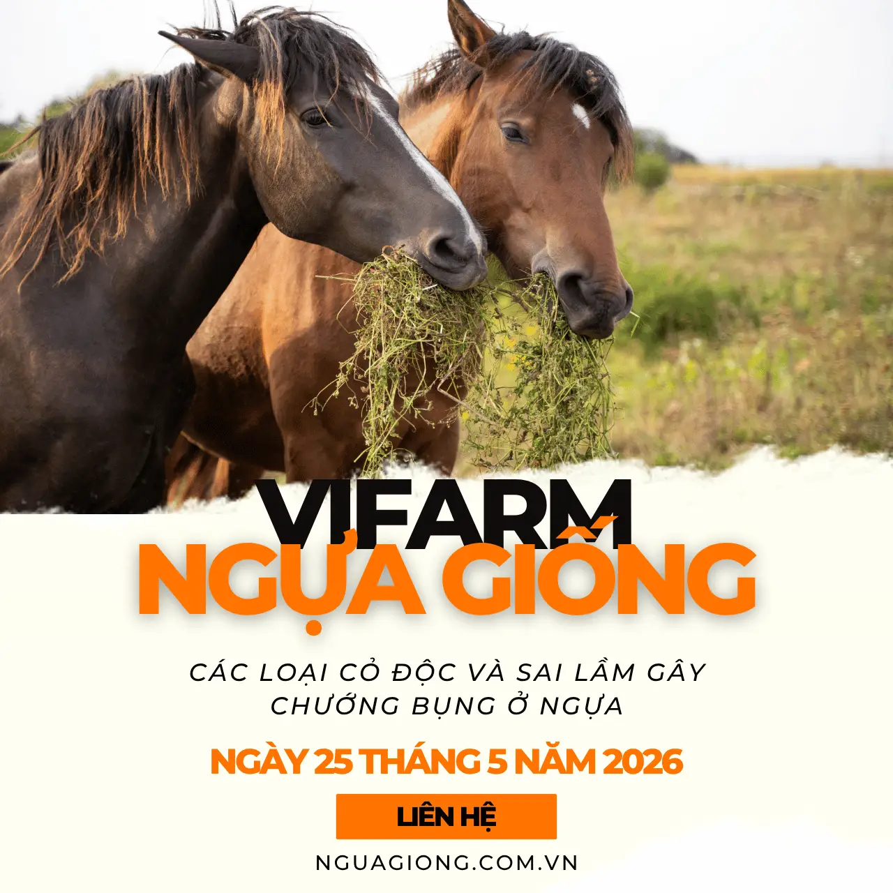 Các Loại Cỏ Độc Và Sai Lầm Gây Chướng Bụng Ở Ngựa
