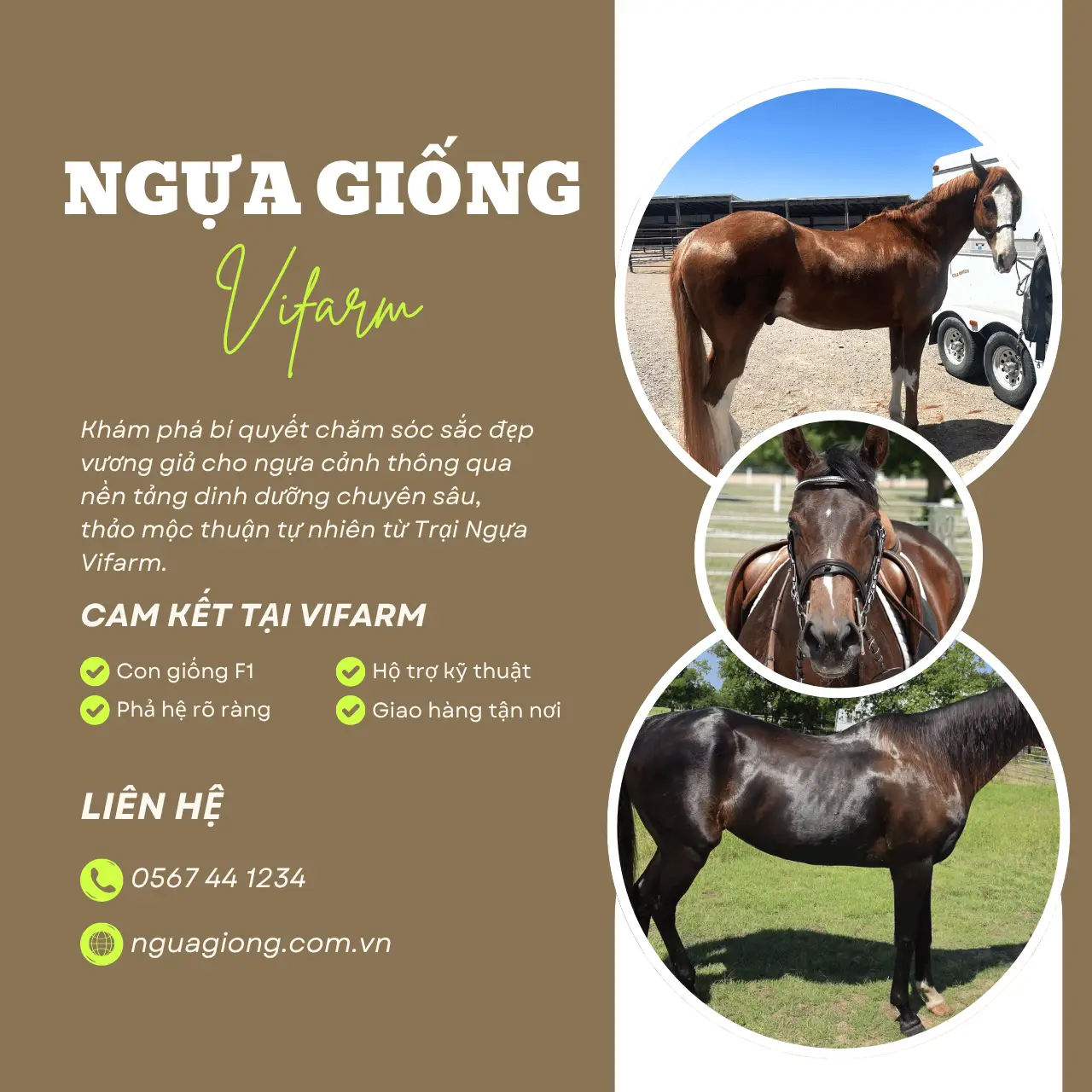 Bí Quyết Giúp Ngựa Sở Hữu Bộ Lông Óng Mượt: Hành Trình Kiến Tạo Vẻ Đẹp 