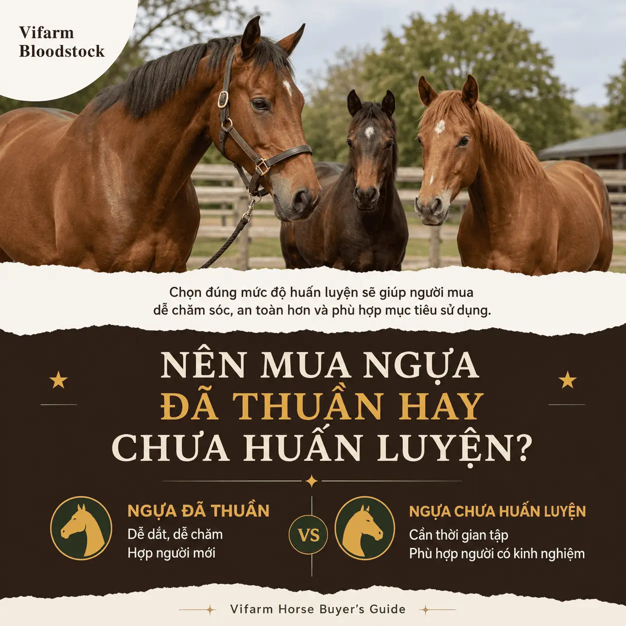 Nên mua ngựa đã thuần hay ngựa chưa qua huấn luyện