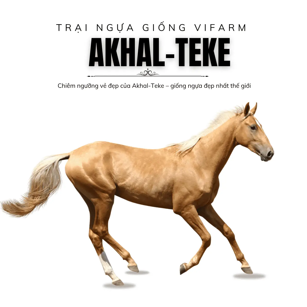 Chiêm ngưỡng vẻ đẹp của Akhal-Teke – giống ngựa đẹp nhất thế giới