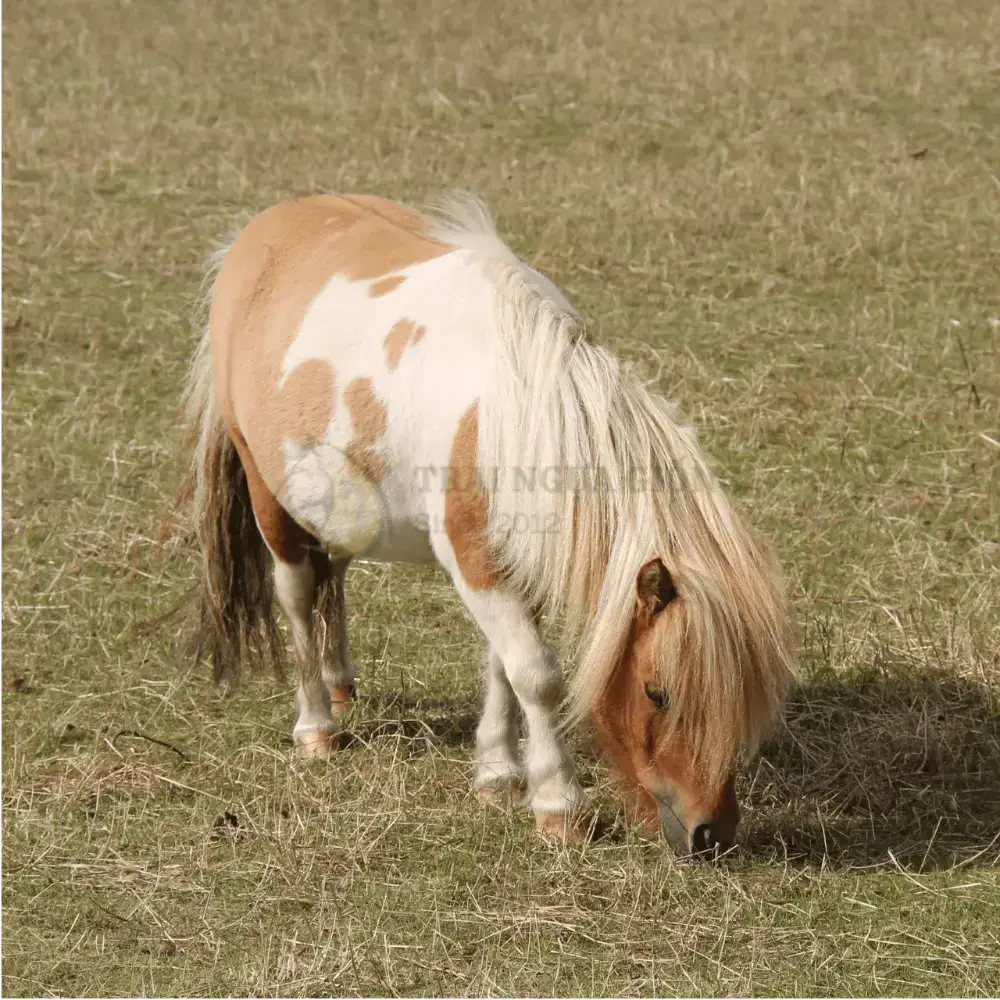 Ngựa Pony