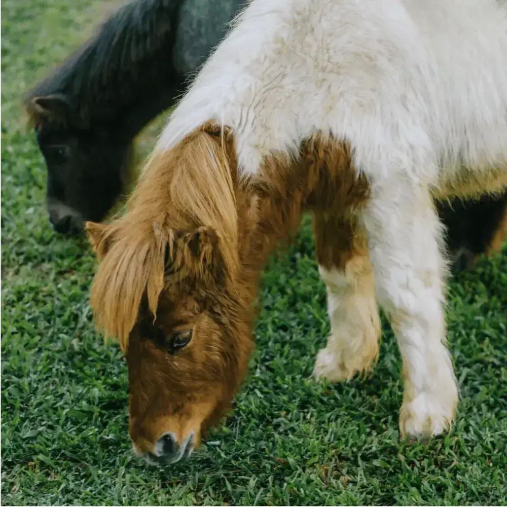 Ngựa Pony