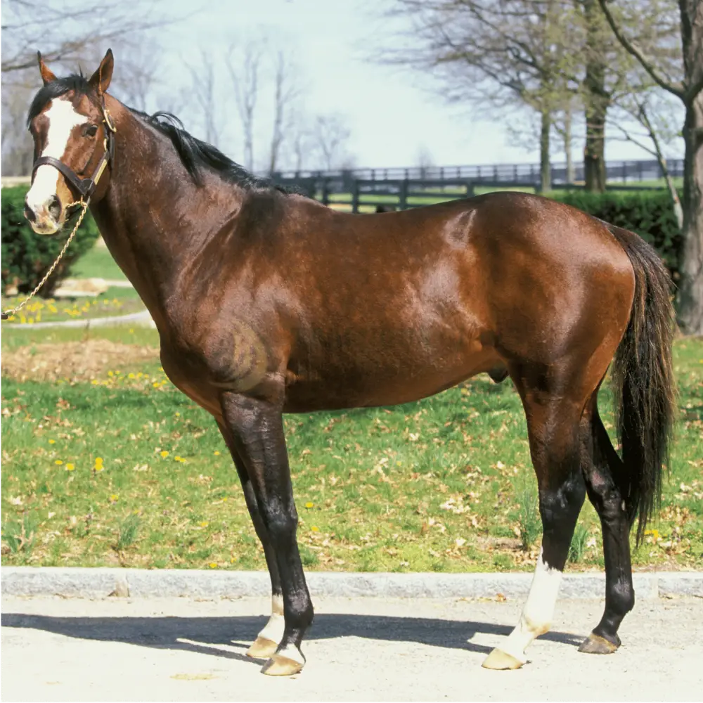 Ngựa Thoroughbred