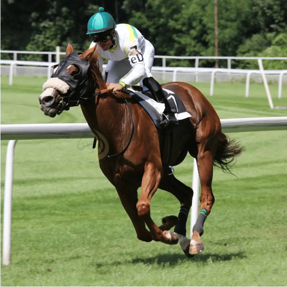 Ngựa Thoroughbred