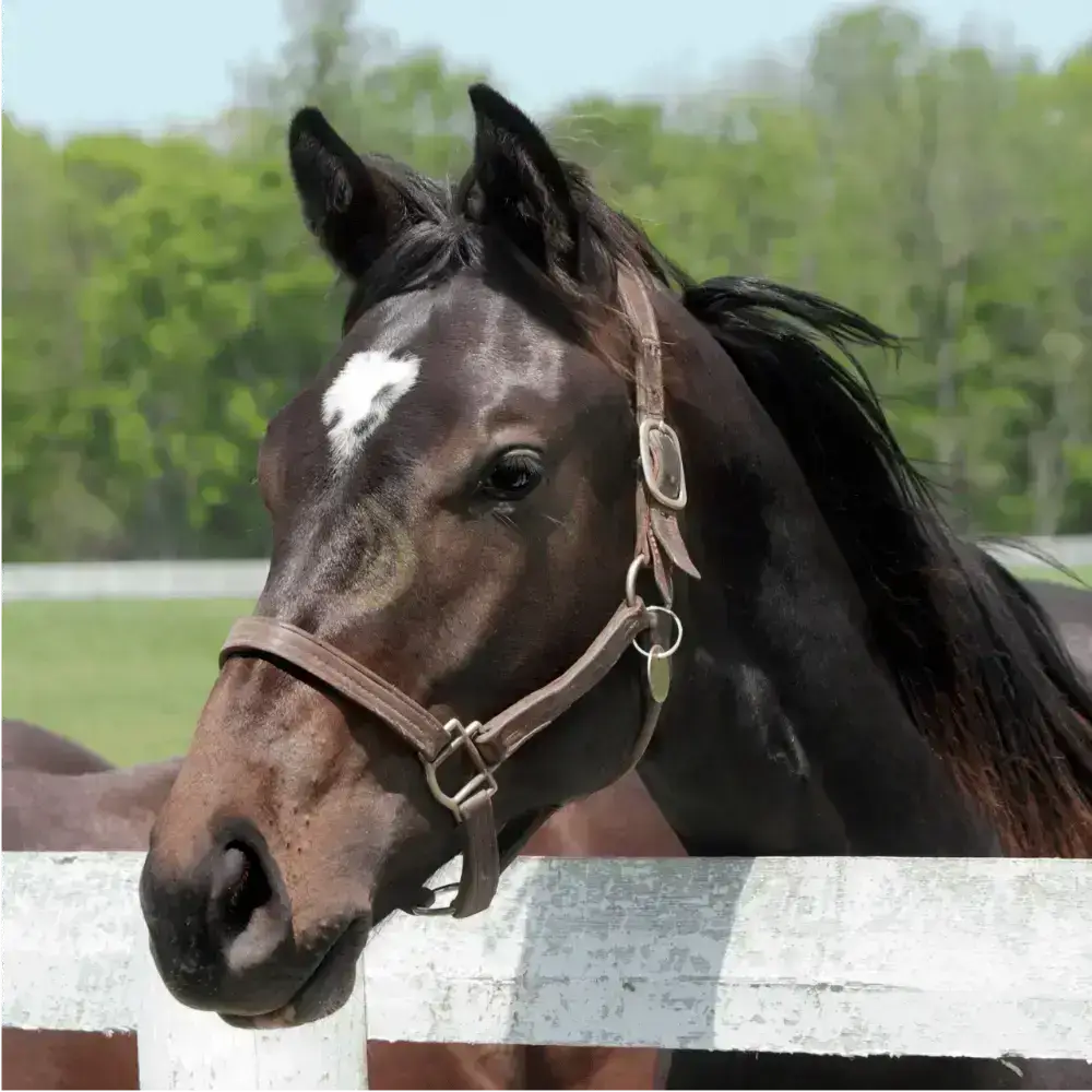 Ngựa Thoroughbred