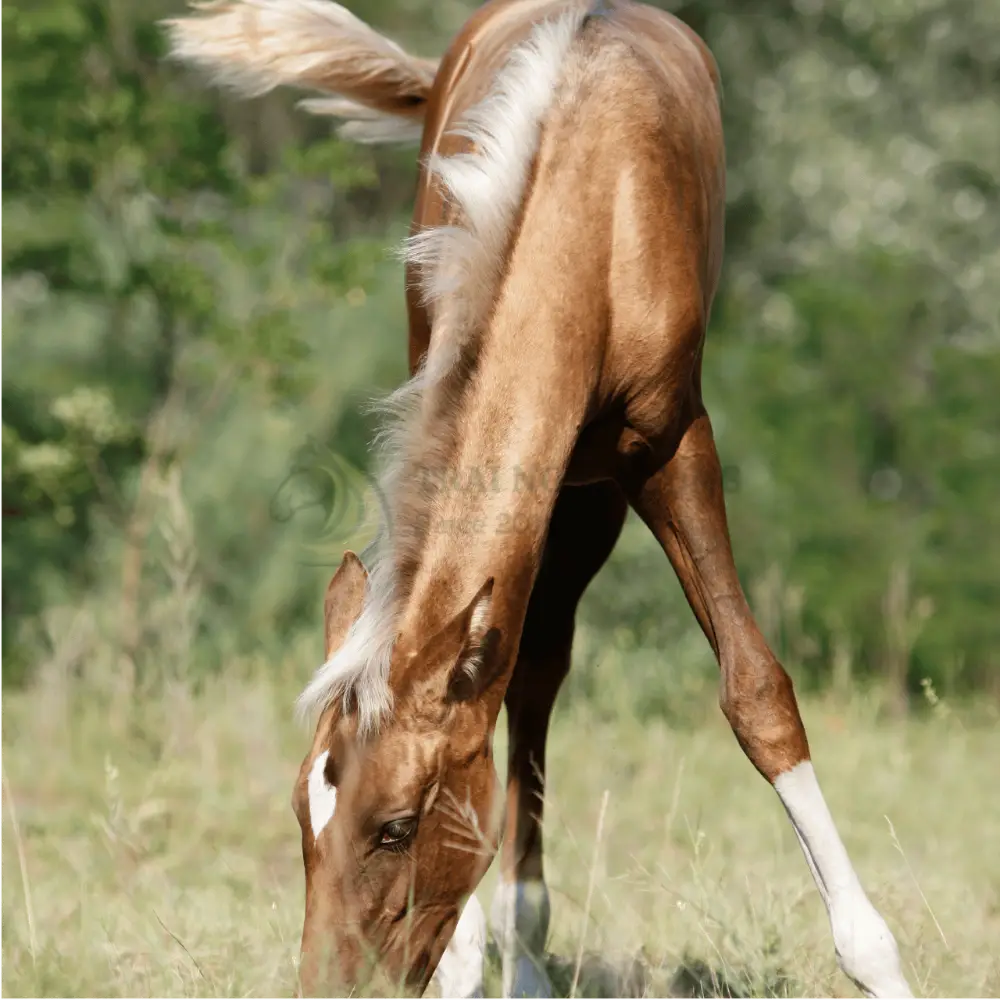 Ngựa Akhal-Teke
