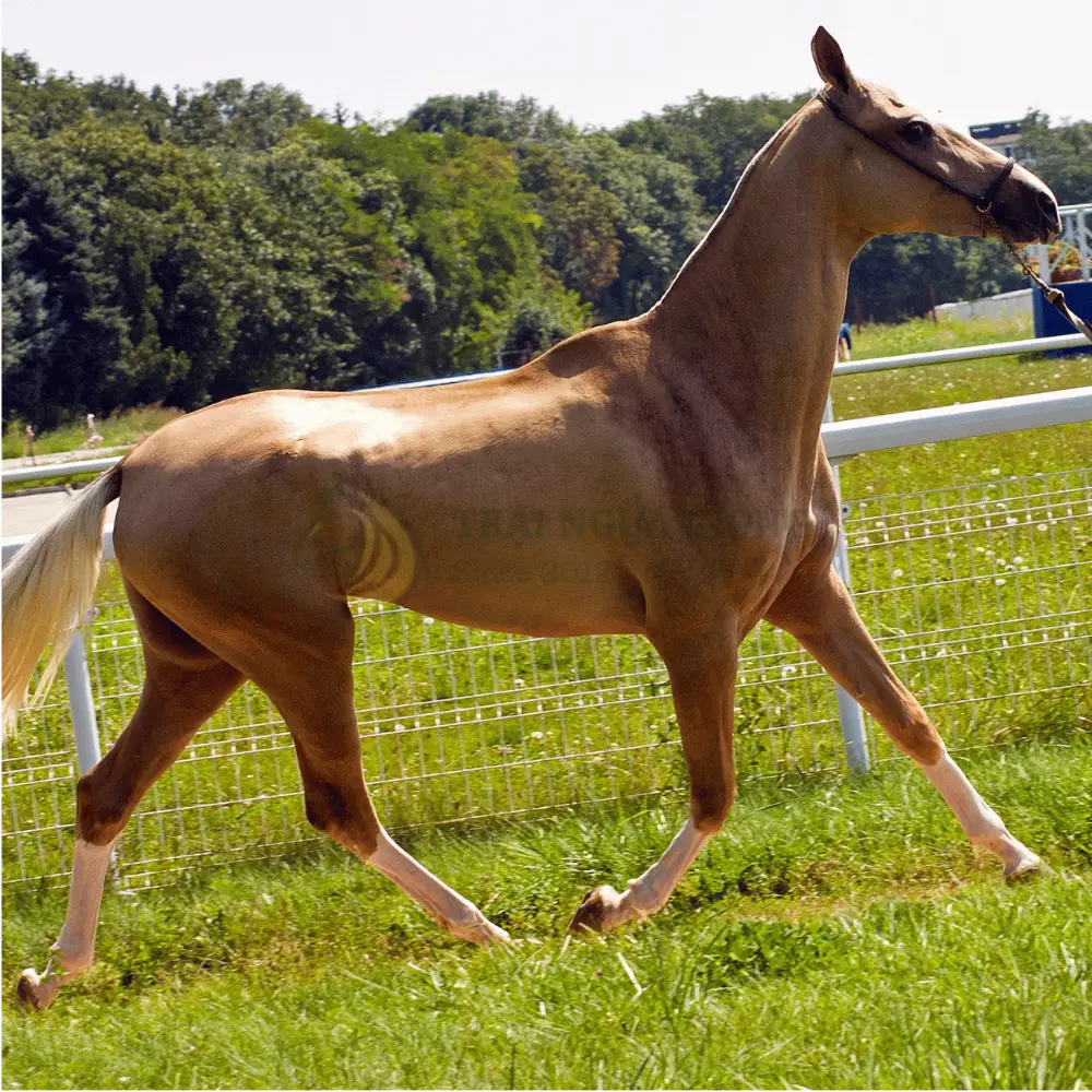 Ngựa Akhal-Teke