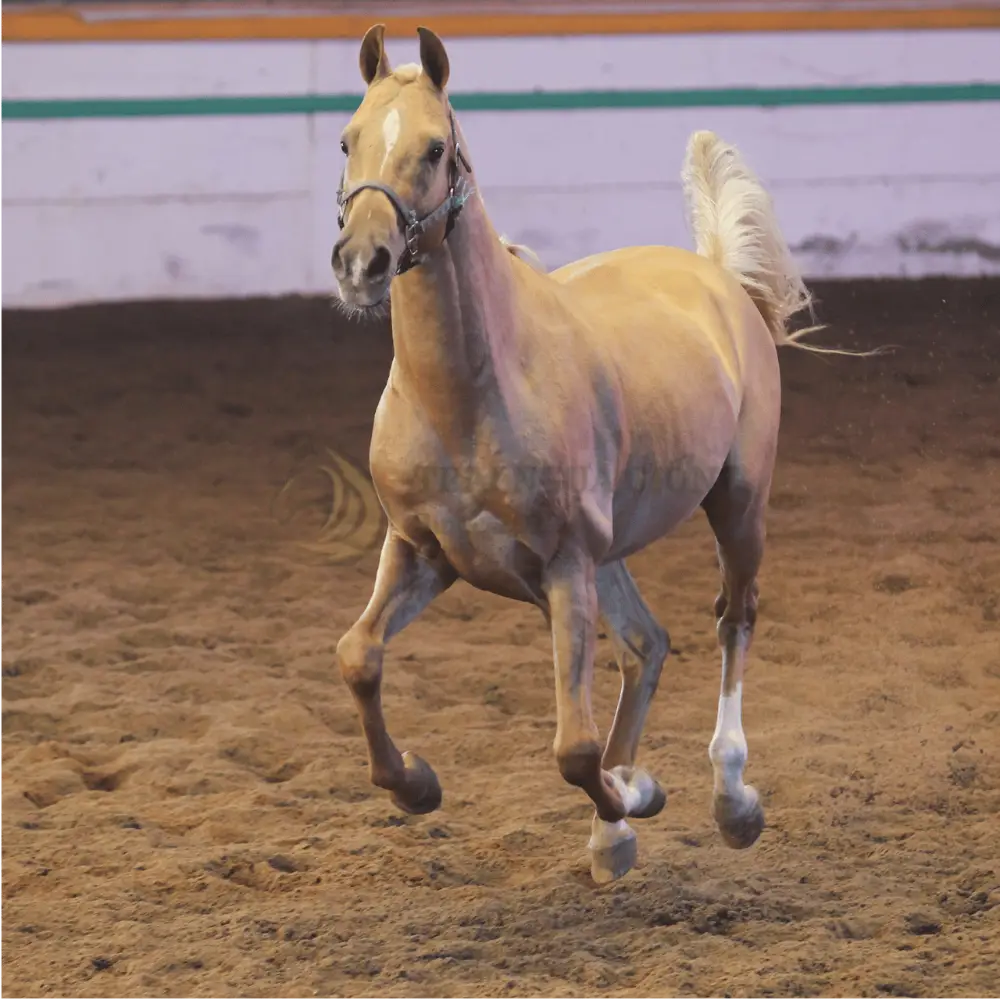 Ngựa Akhal-Teke