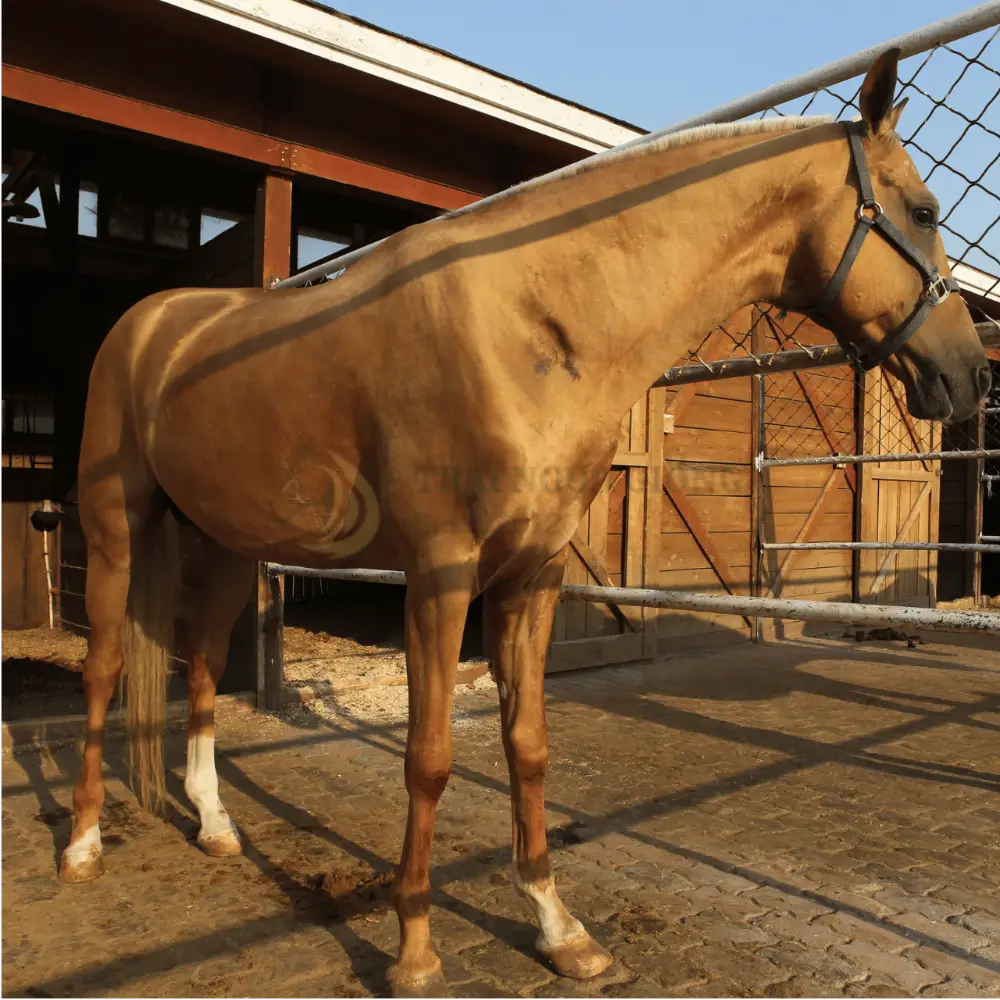 Ngựa Akhal-Teke