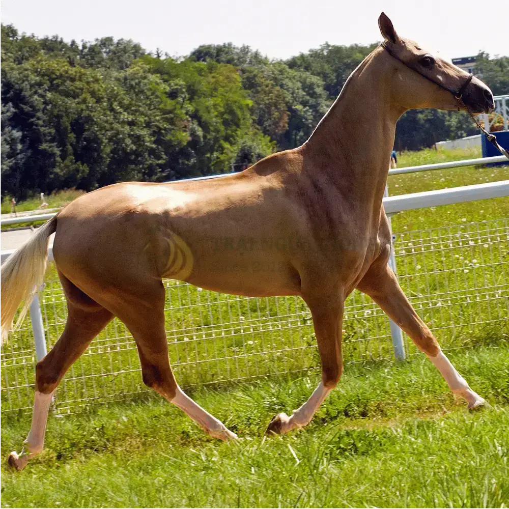 Ngựa Akhal-Teke