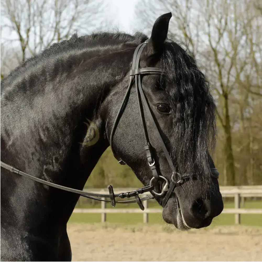 Ngựa Friesian