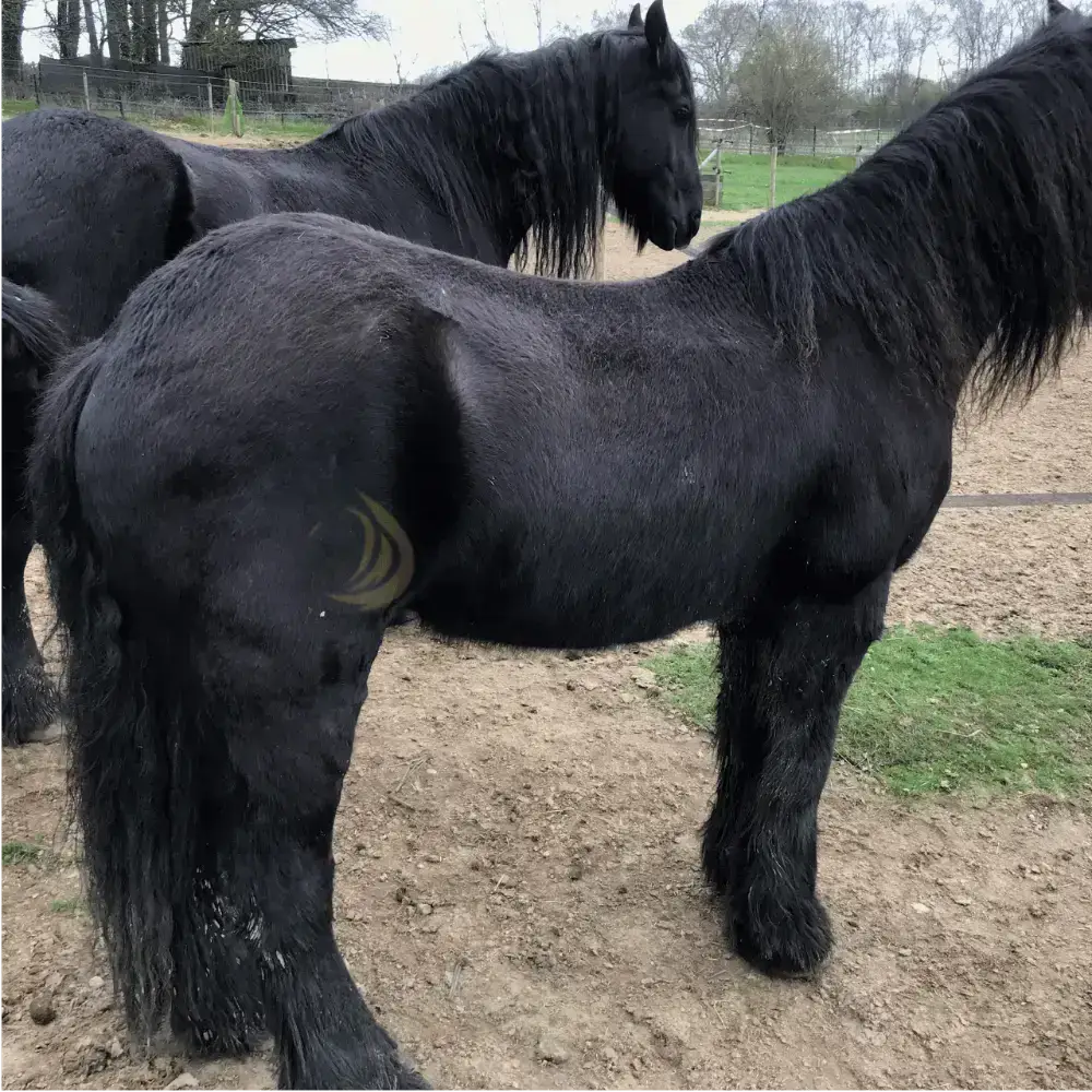 Ngựa Friesian