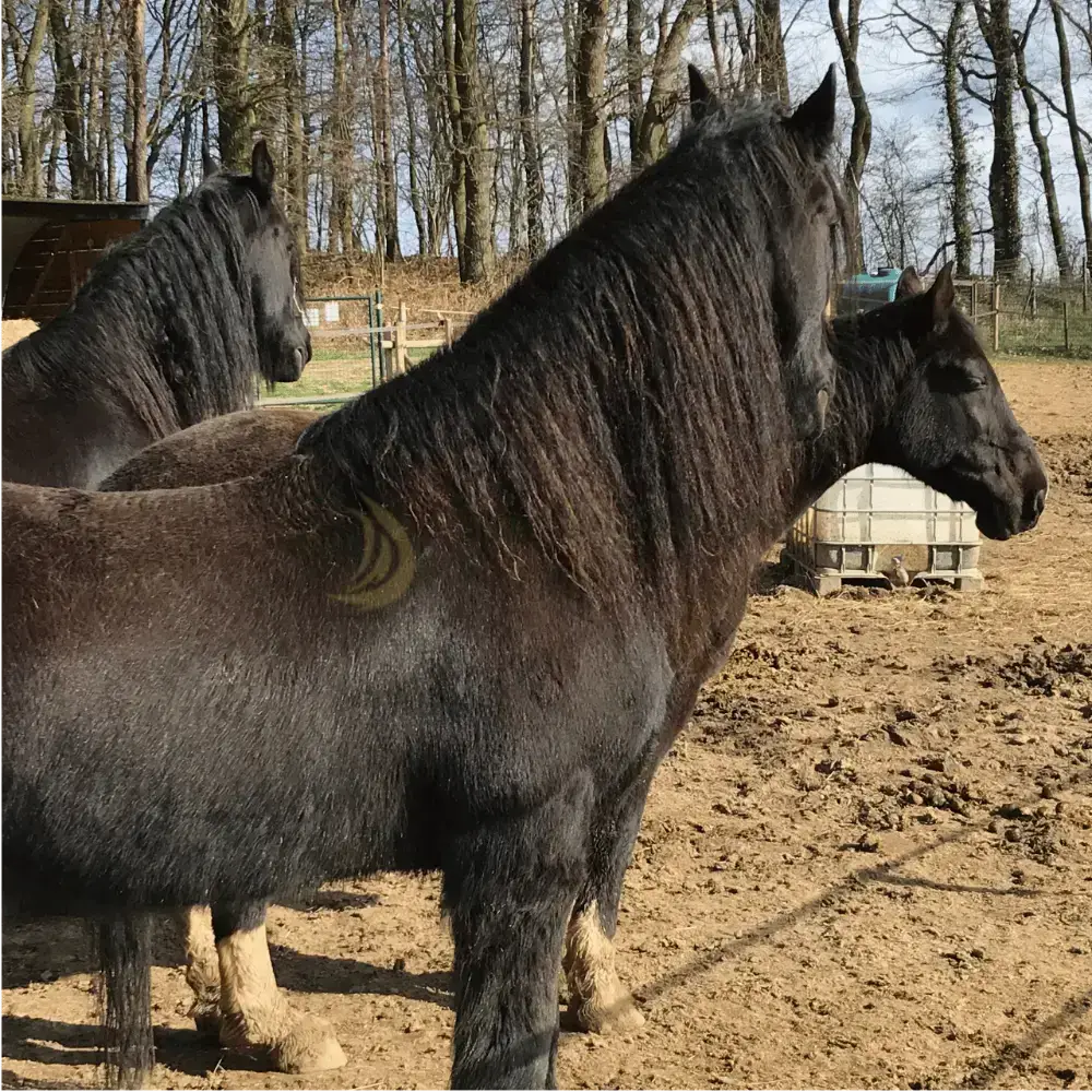 Ngựa Friesian