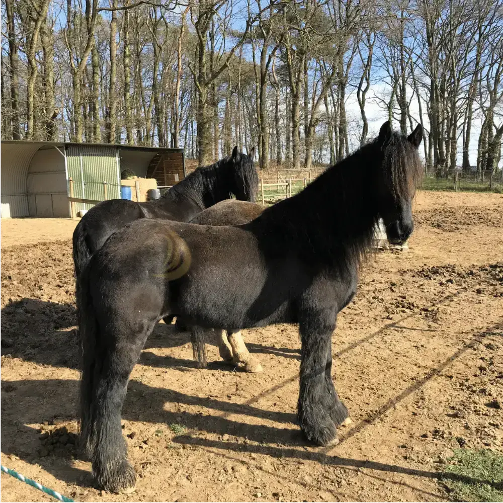 Ngựa Friesian