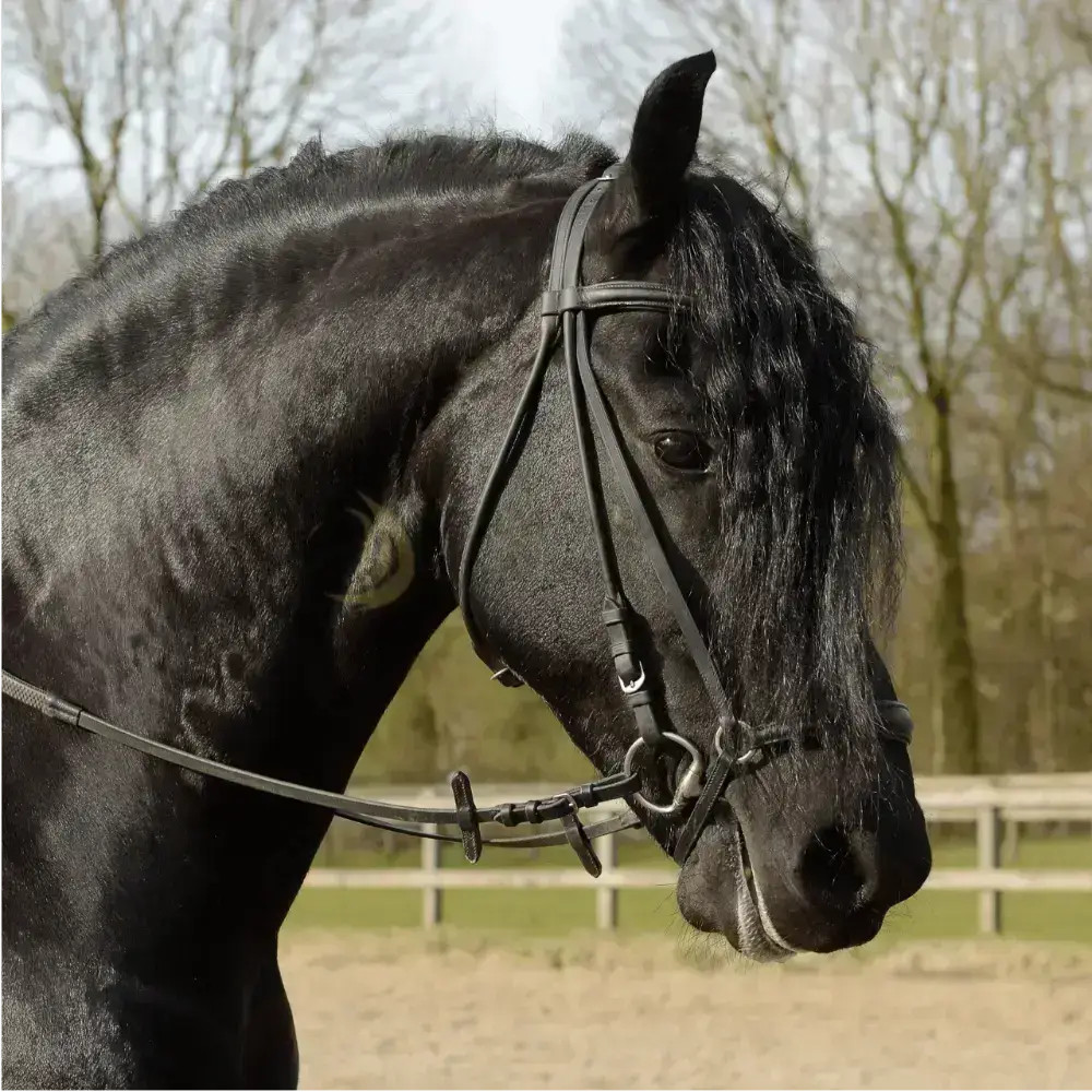 Ngựa Friesian