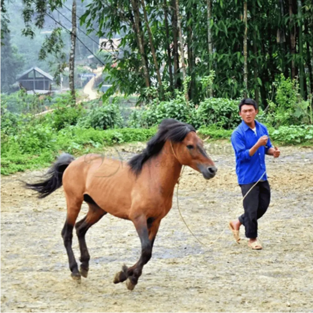 Ngựa Bắc Hà (ngựa Mông)