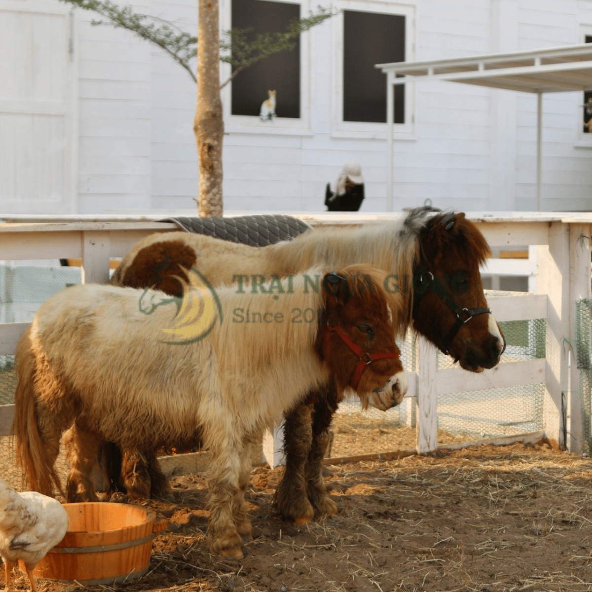 Bảng giá ngựa Pony mới nhẩt 2026