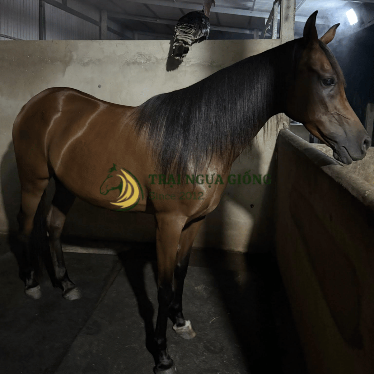 Ngựa giống chuẩn form thi đấu tại Vifarm