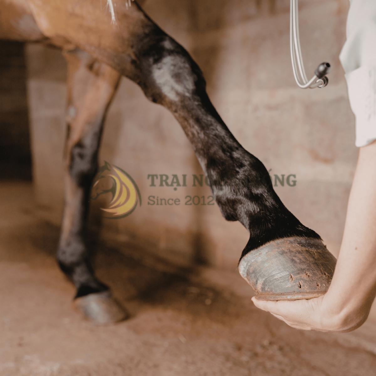 Khẩu chuẩn bị trước khi tiến hành cắt móng ngựa