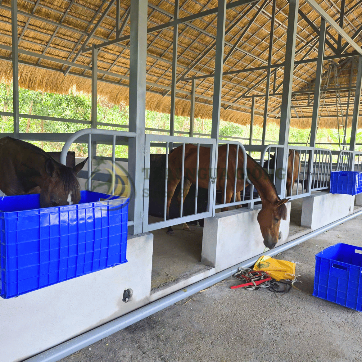 Các giống ngựa phù hợp cho người mới nuôi
