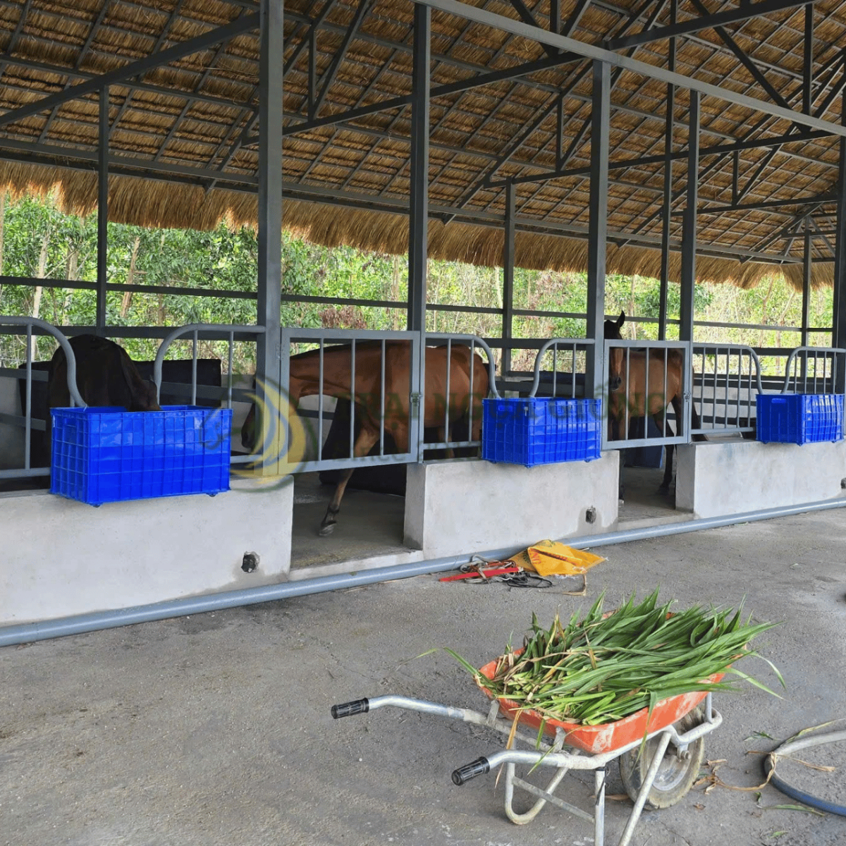 Cỏ - Nguồn thức ăn chính trong chế độ ăn của ngựa