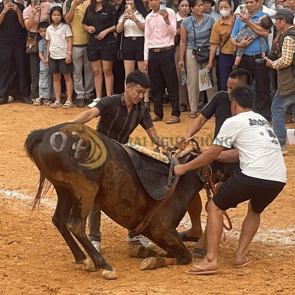 Ngựa gãy chân tại phiên chợ Tình, Tuyên Quang