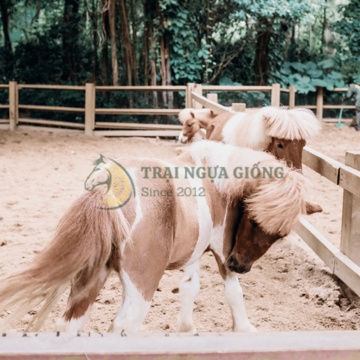 Thiết kế chuồng nuôi ngựa Pony