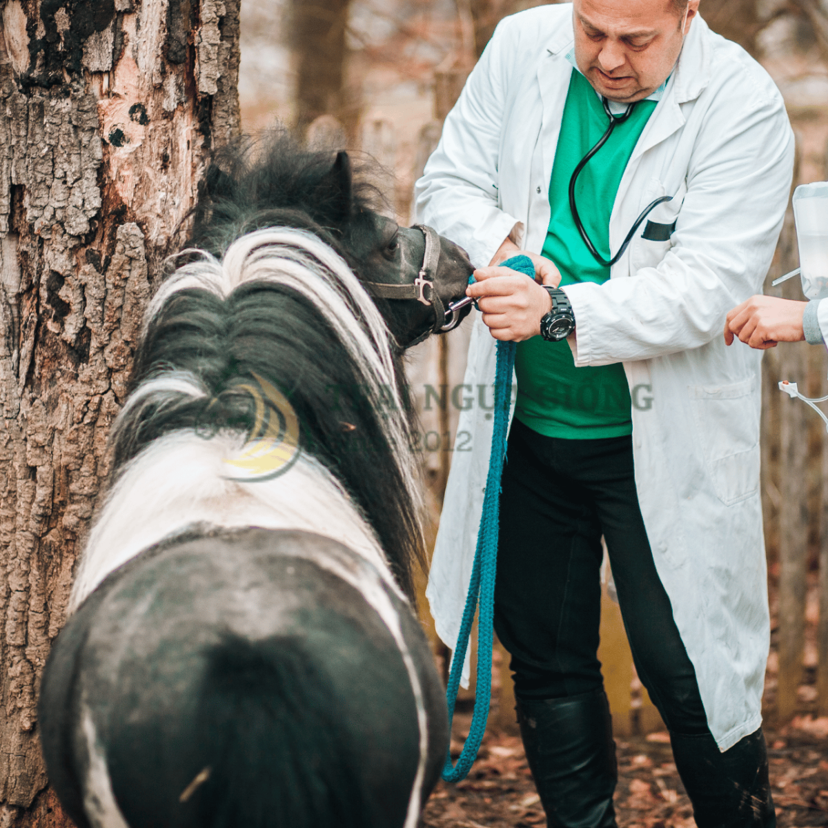 Hướng dẫn chăm sóc ngựa lùn Pony