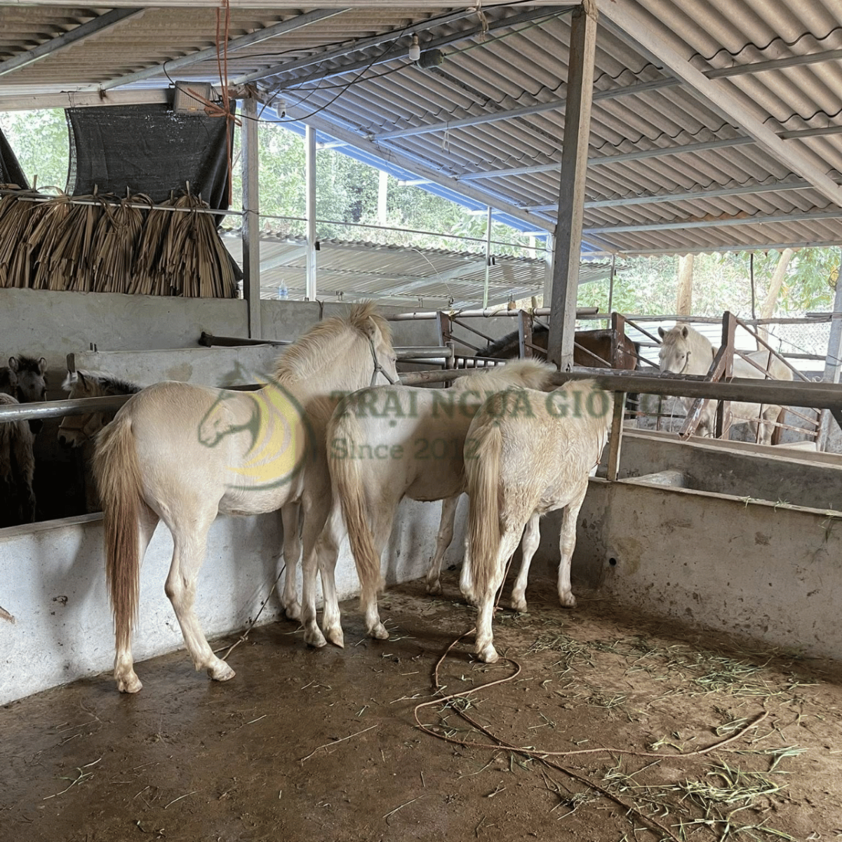 Khẩu phần ăn cho ngựa bạch