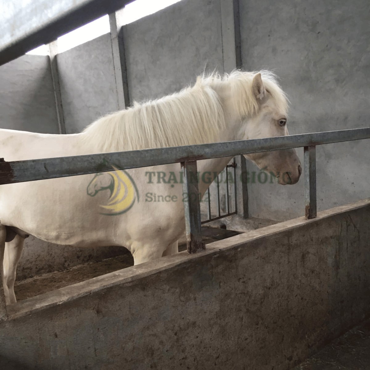 Ngựa bạch giống chuẩn tại Vifarm