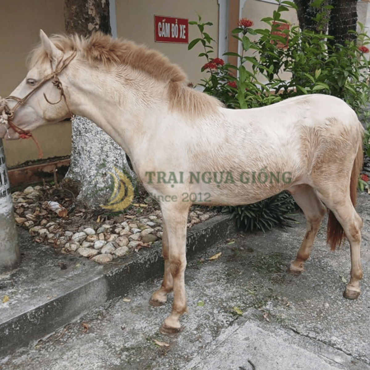 Ngựa bạch dáng chuẩn tại Vifarm