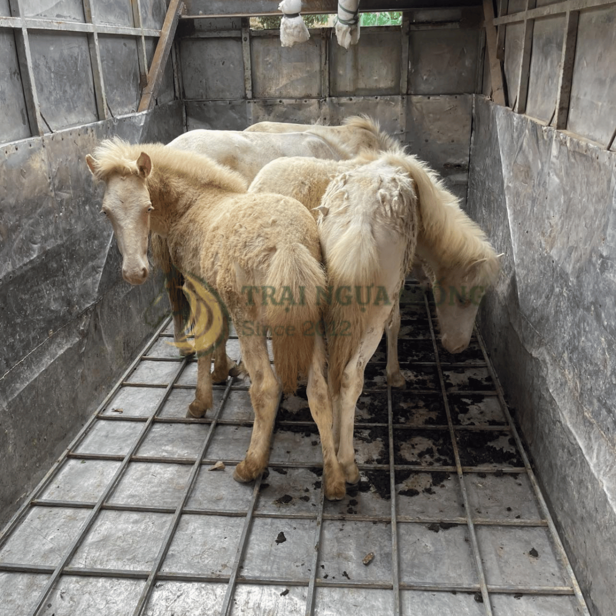 Đàn ngựa bạch giống khỏe mạng tại Vifarm