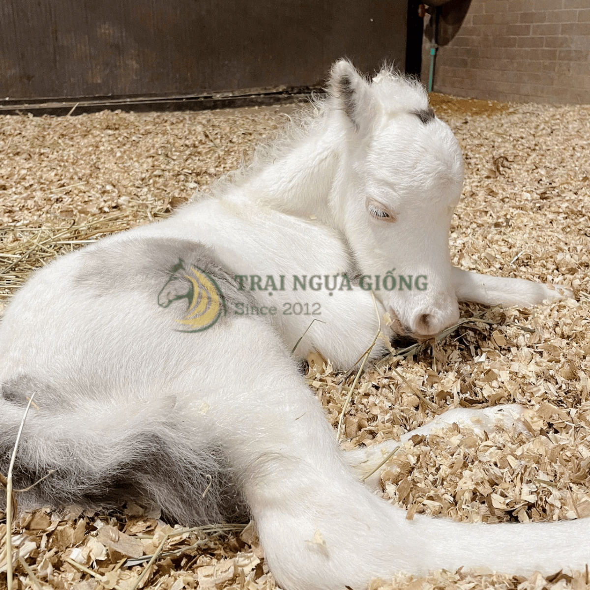 Ngựa lùn pony F1 tại Vifarm