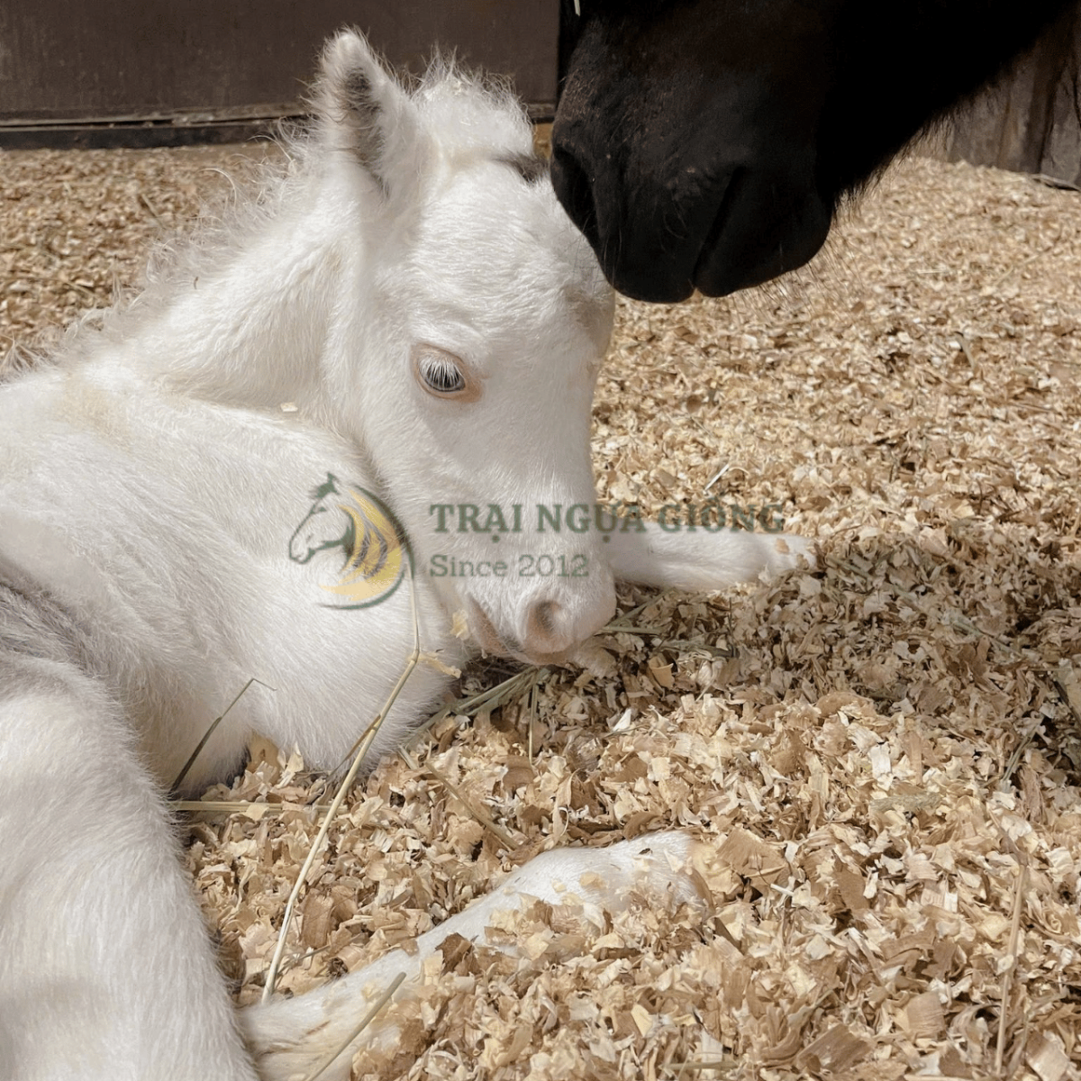Ngựa lùn Pony chuẩn form tại Vifarm 