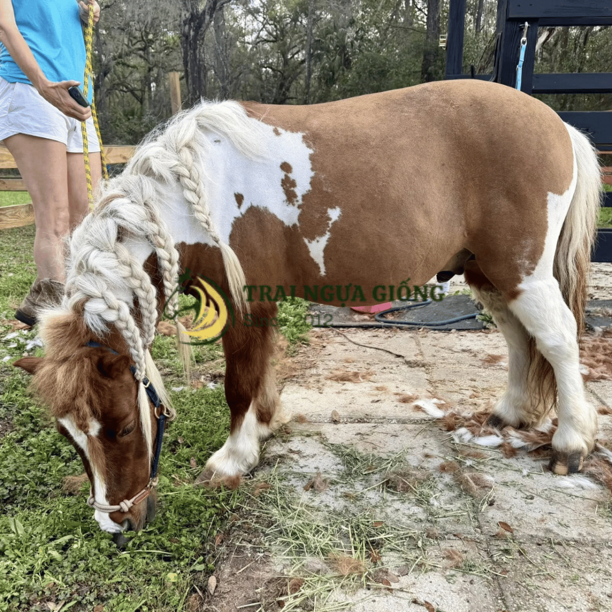 Tư vấn quy trình nuôi ngựa lùn Pony