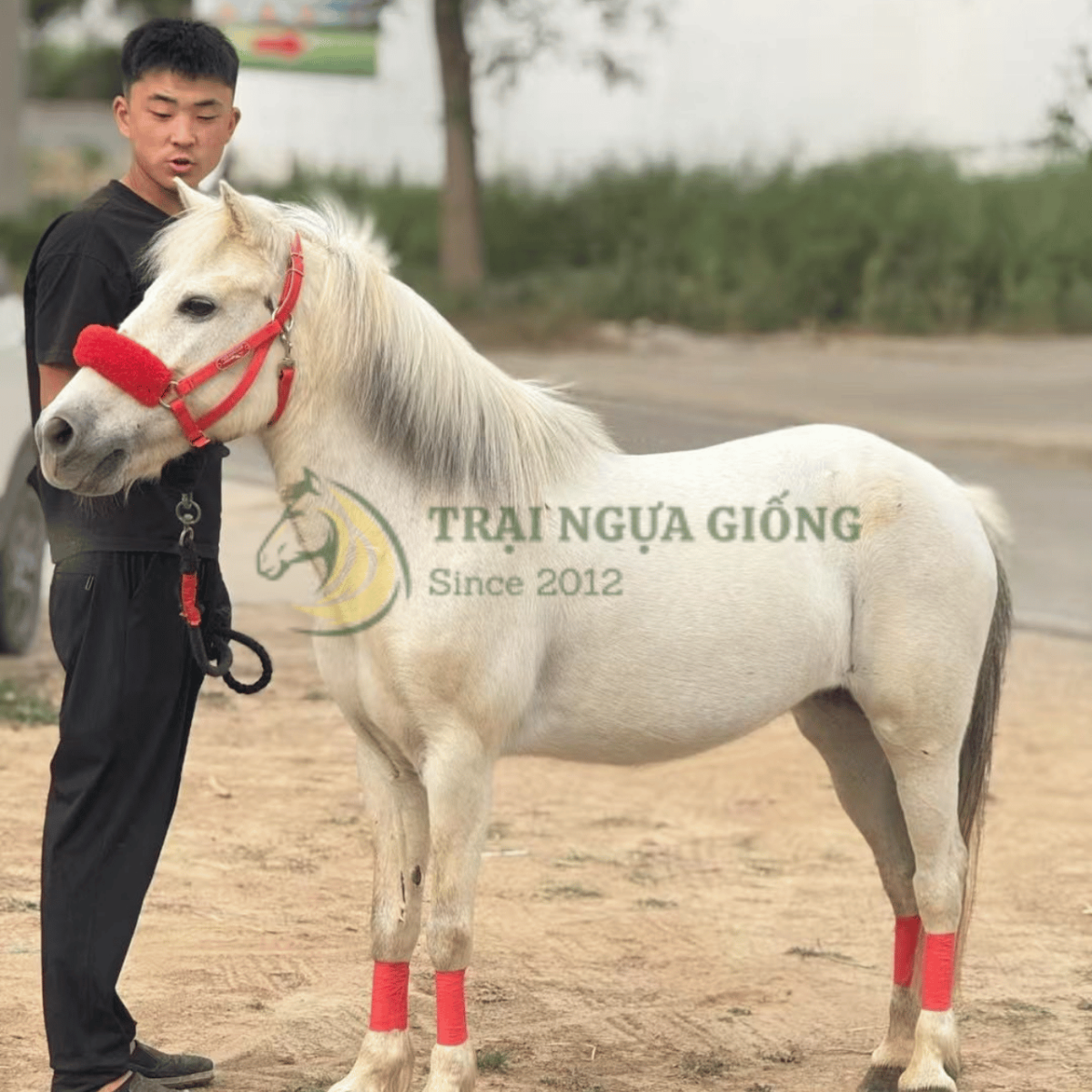 Chiều cao của ngựa lùn trưởng thành