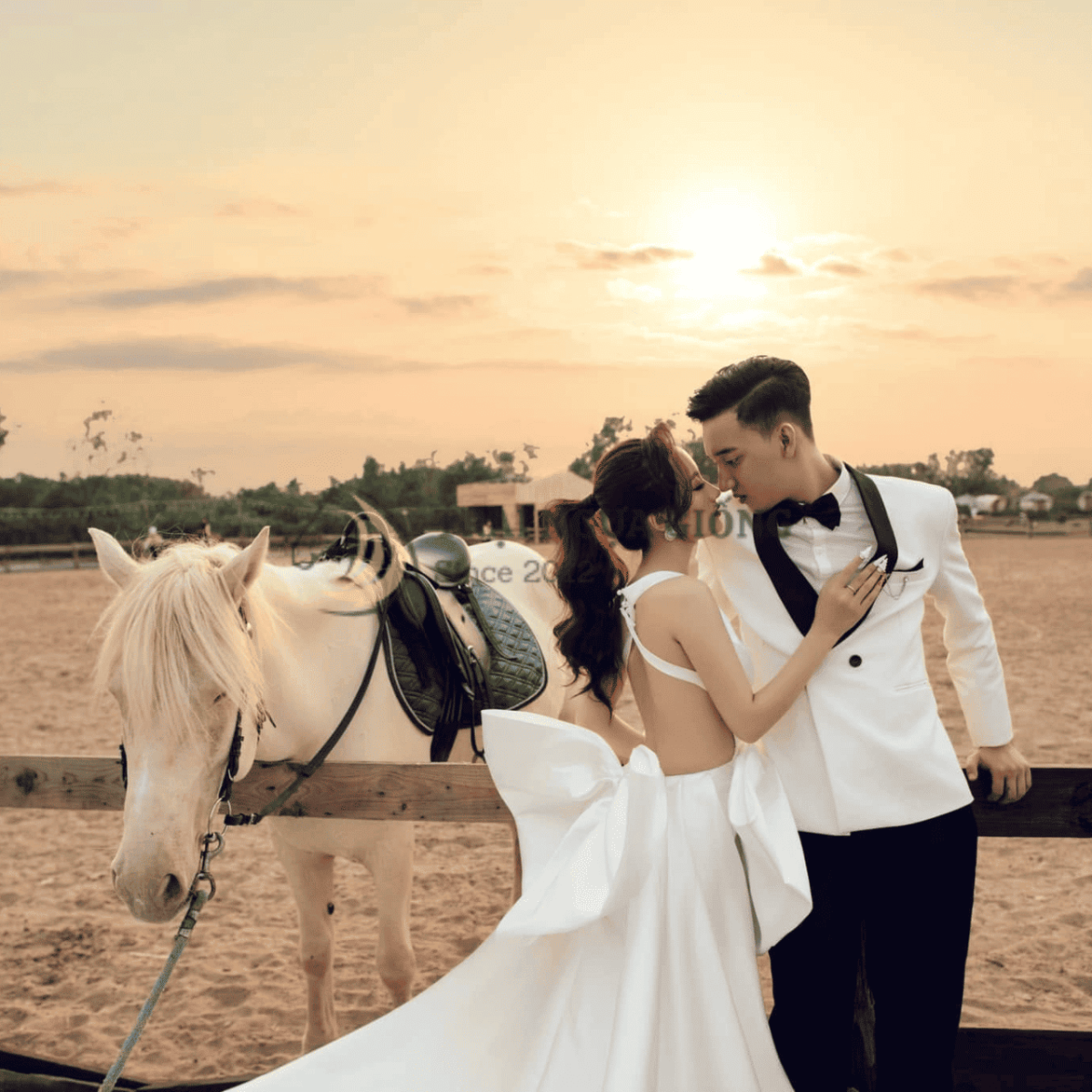 Ngựa cho thuê phục vụ lễ cưới, khai trương và sự kiện ngoài trời