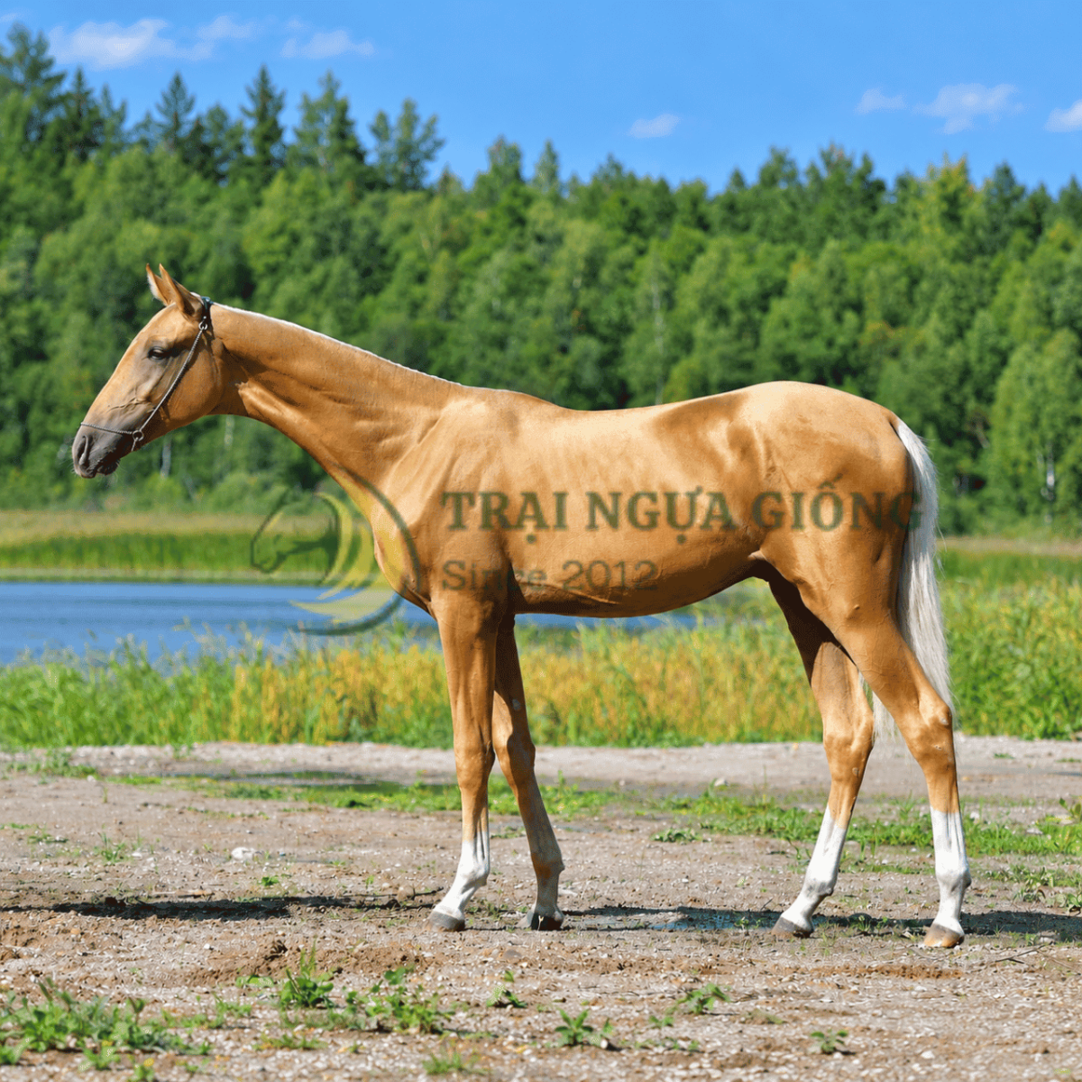 Ngựa Akhal-Teke với bộ lông ánh kim nổi bật dưới ánh sáng