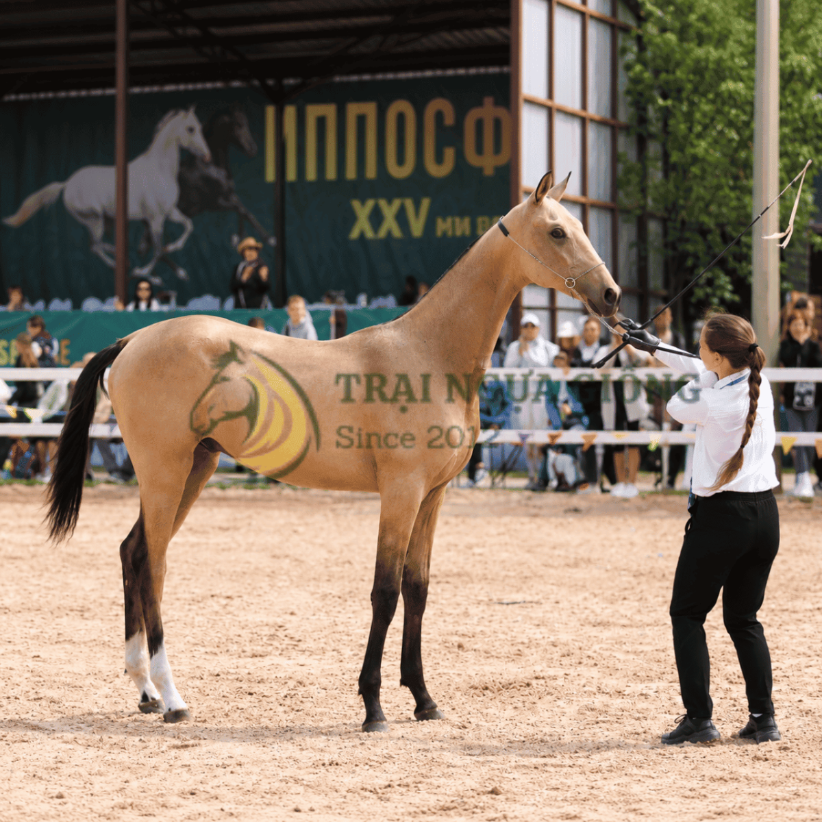 Ngựa Akhal-Teke trong hoạt động cưỡi ngựa thể thao